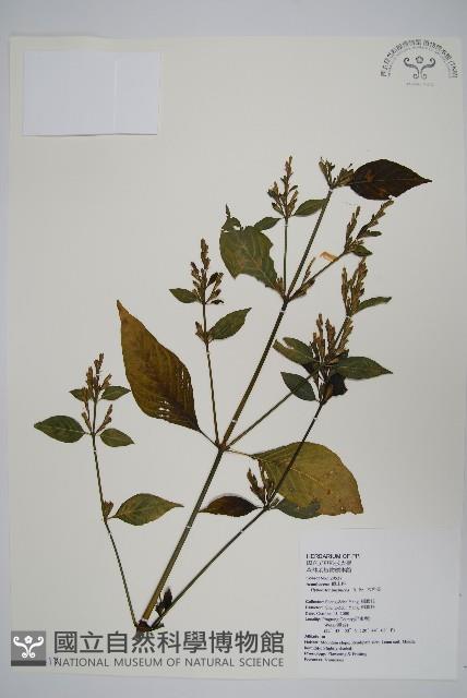 六角英, 槍刀菜藏品圖，第1張