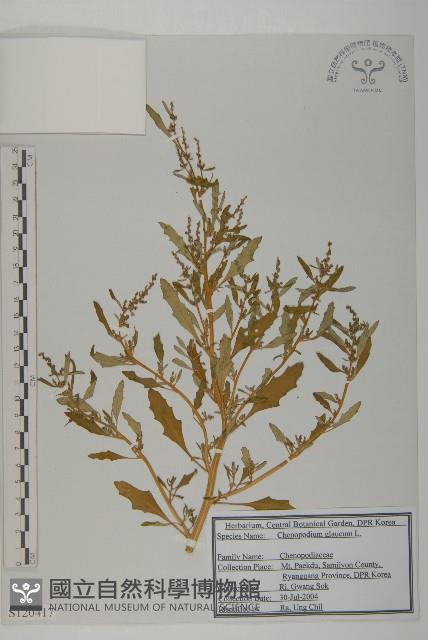 灰綠藜藏品圖，第1張