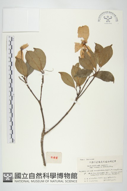 四照花藏品圖，第1張
