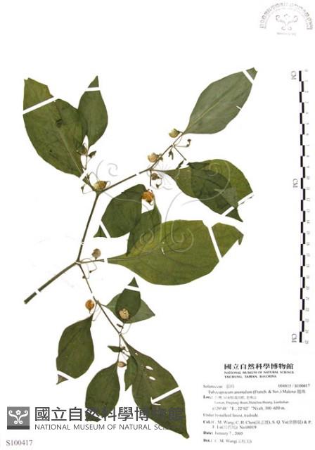 龍珠藏品圖，第1張
