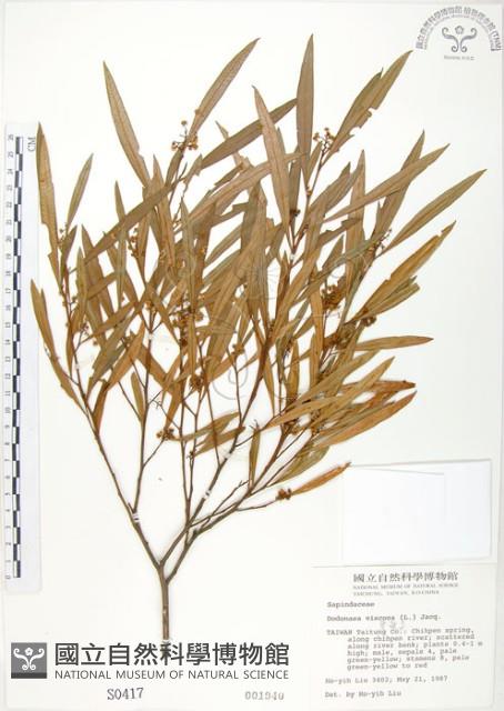 車桑子藏品圖，第1張