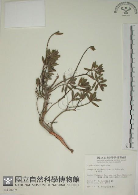 水芫花藏品圖，第1張