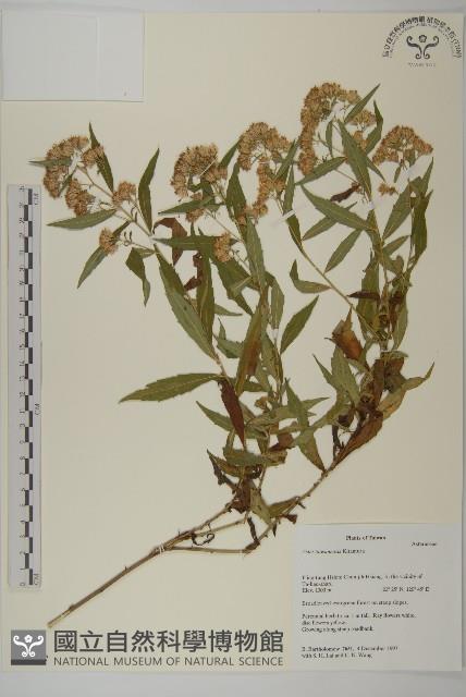 臺灣馬蘭藏品圖，第1張