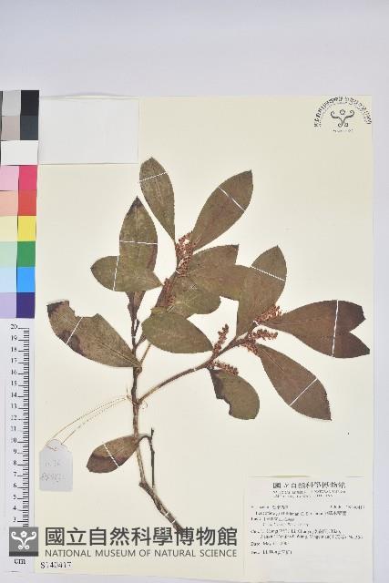 尖基木藜蘆藏品圖，第1張