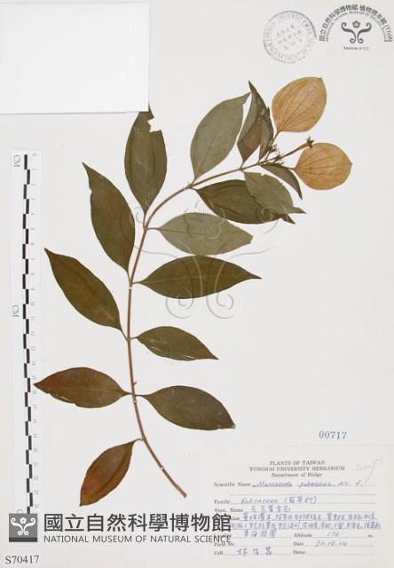 毛玉葉金花藏品圖，第1張