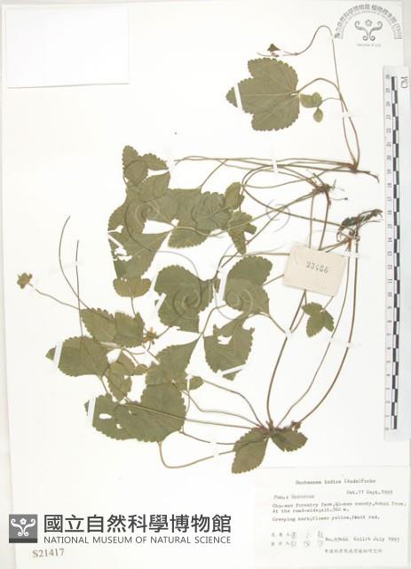 蛇莓、地莓、龍吐珠藏品圖，第1張