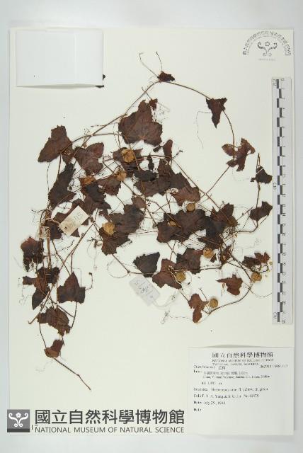 登錄號:S081417藏品圖，第1張