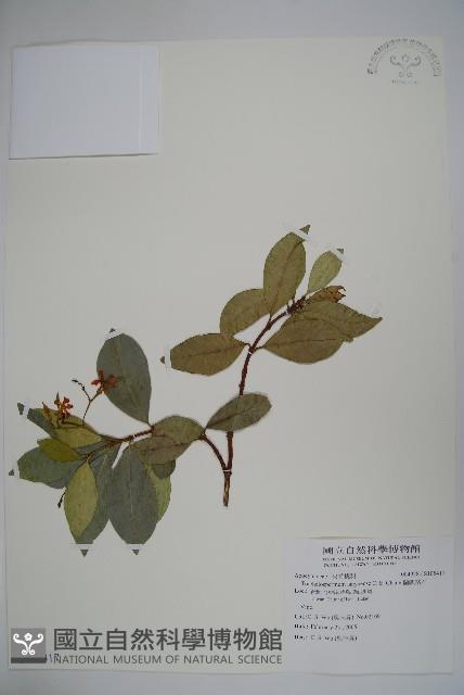 蘭嶼絡石藏品圖，第1張