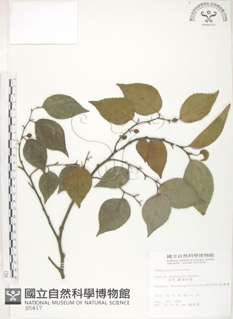 石朴藏品圖，第1張