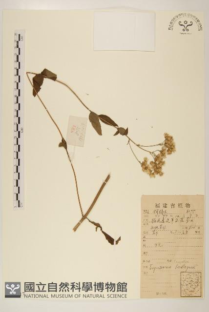 林氏澤蘭藏品圖，第1張