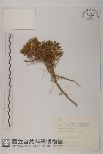 高山艾藏品圖，第1張