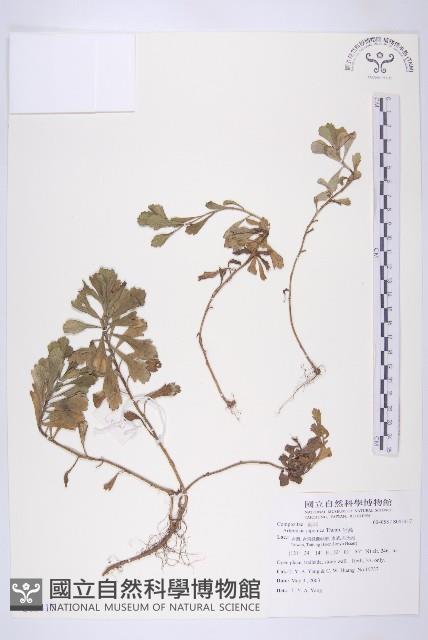 牡蒿藏品圖，第1張