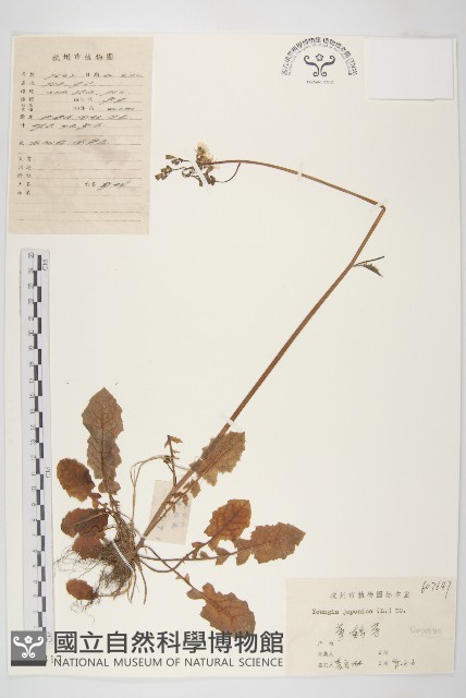 黃鵪菜藏品圖，第1張