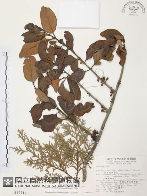 杜鵑桑寄生藏品圖，第1張