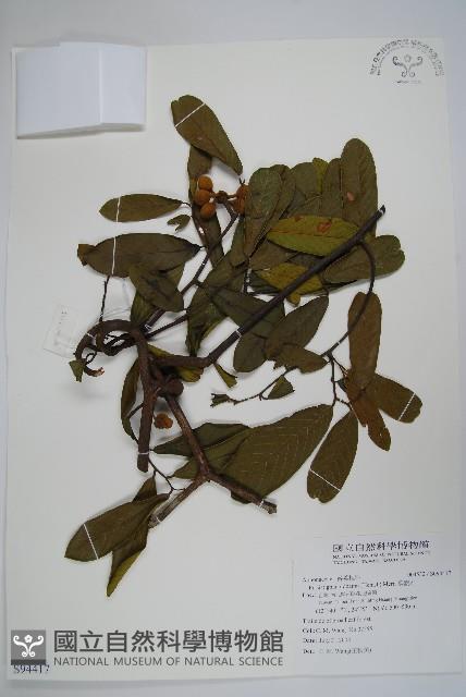 瓜馥木藏品圖，第1張
