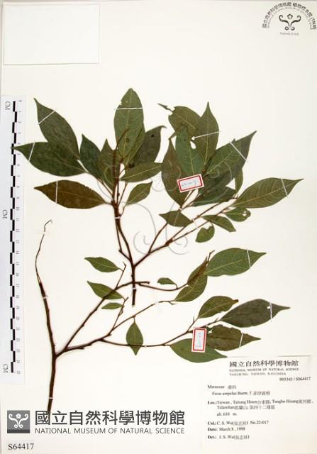 菲律賓榕藏品圖，第1張