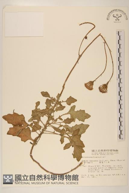 黃花三七草藏品圖，第1張