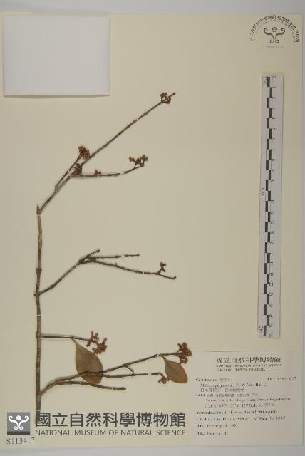 日本賽衛矛、日本假衛矛藏品圖，第1張