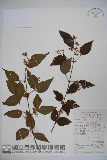 宜昌莢迷藏品圖，第1張