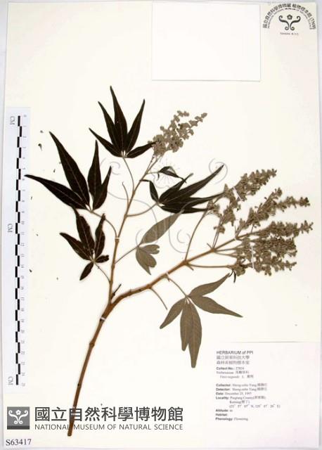 黃荊藏品圖，第1張