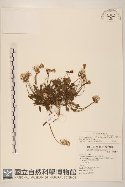 紫背草藏品圖，第1張