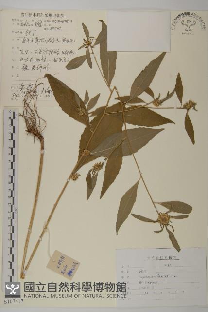 煙管草藏品圖，第1張