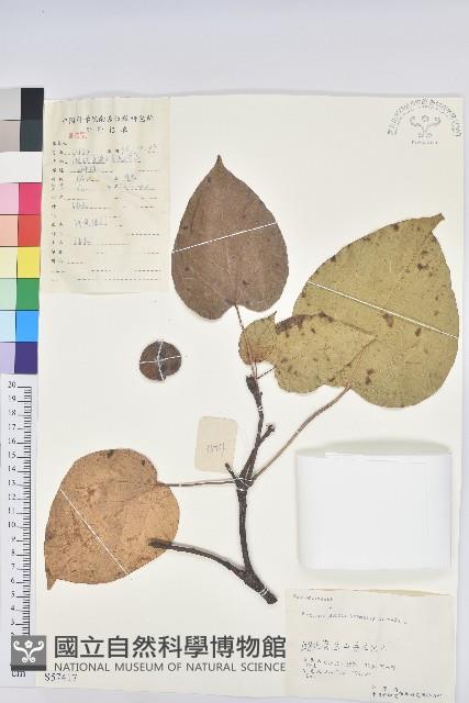 油桐藏品圖，第1張