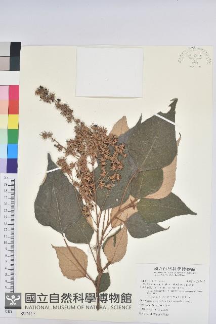 白匏子藏品圖，第1張