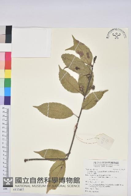 青剛櫟、鐵椆藏品圖，第1張