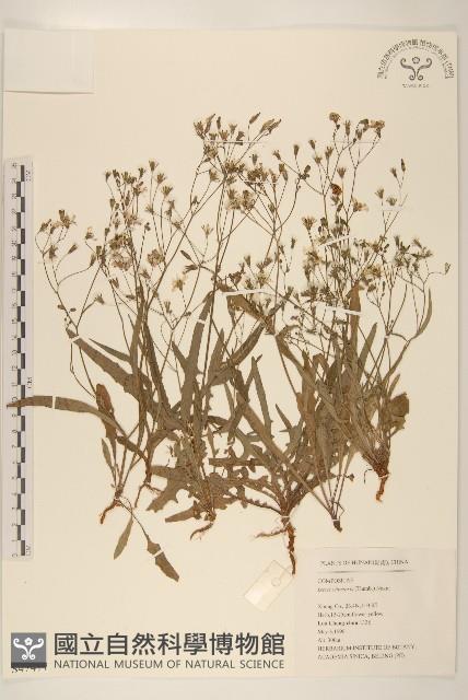 兔仔菜藏品圖，第1張