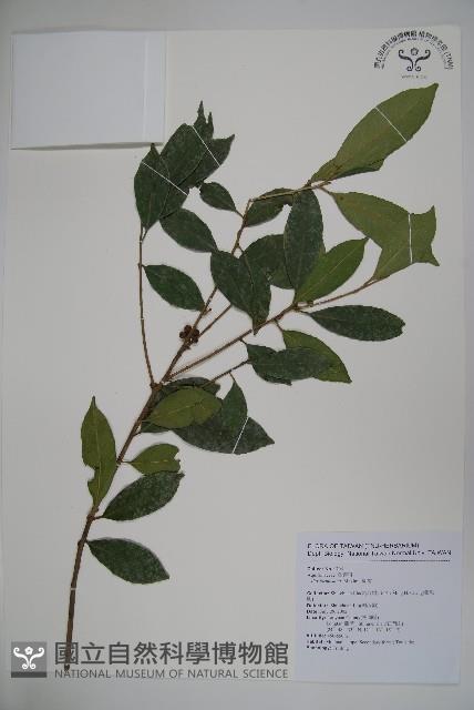 糊樗藏品圖，第1張