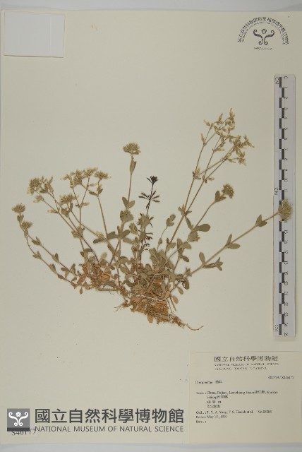 登錄號:S046117藏品圖，第1張