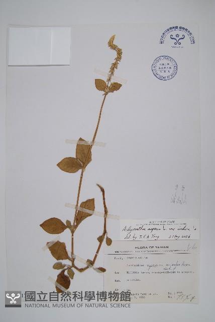 印度牛膝、土牛藤藏品圖，第1張