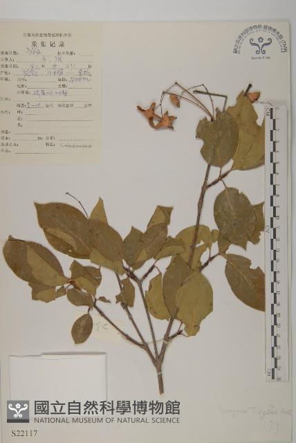 登錄號:S022117藏品圖，第1張