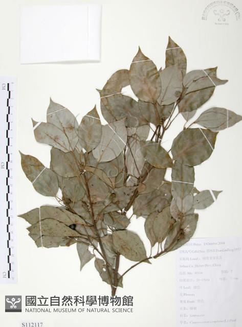 樟樹藏品圖，第1張