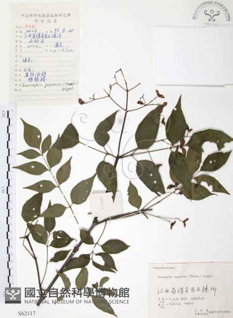 灰色木藍藏品圖，第1張