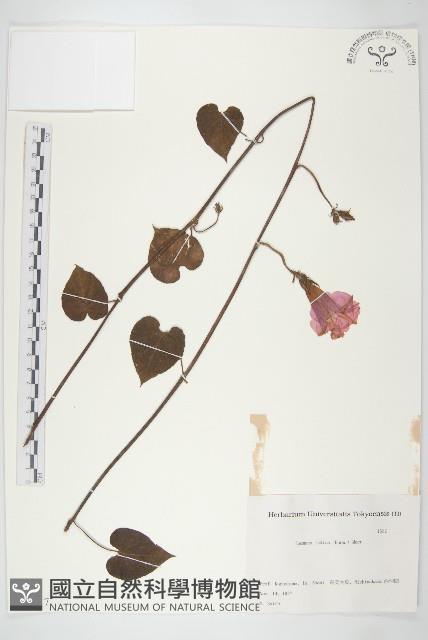 銳葉牽牛藏品圖，第1張