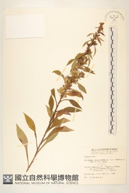 一枝黃花藏品圖，第1張