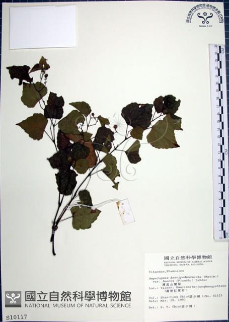 漢氏山葡萄藏品圖，第1張