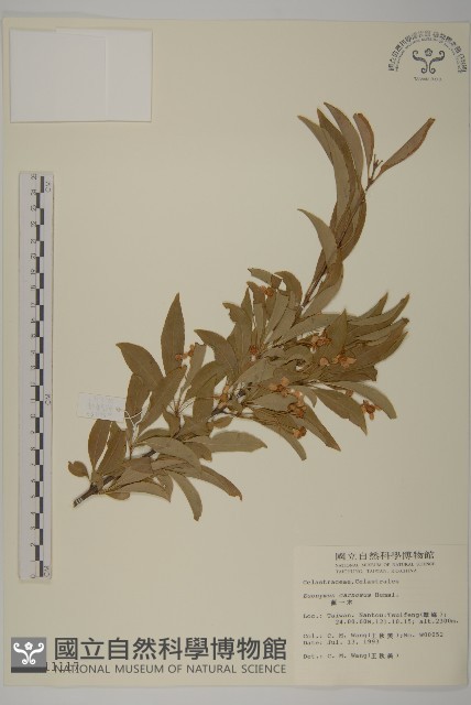 厚葉衛矛, 源一木藏品圖，第1張