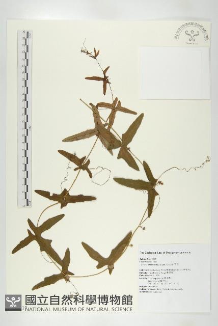 茅瓜藏品圖，第1張