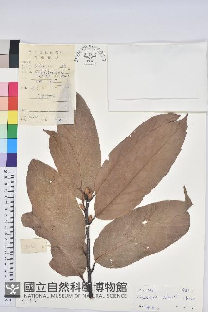 紅勾栲藏品圖，第1張