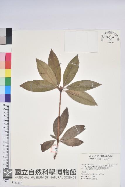 西施花、青紫木藏品圖，第1張