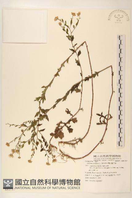 雞兒腸藏品圖，第1張