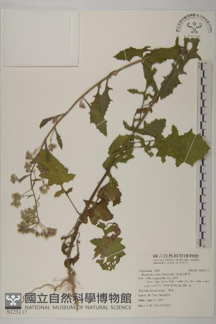 裂葉艾納香藏品圖，第1張