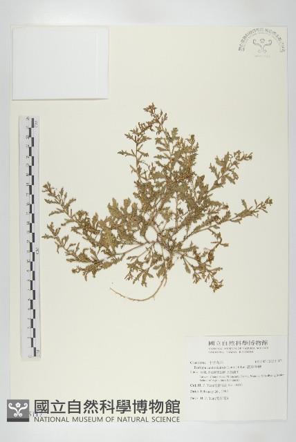 廣東葶藶藏品圖，第1張