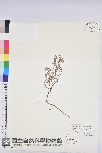 千根草藏品圖，第1張