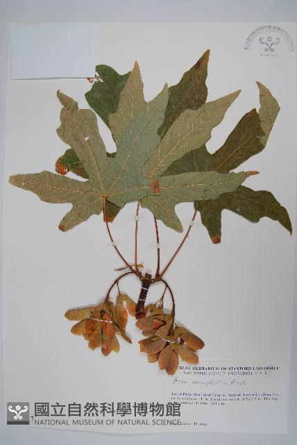 大葉槭藏品圖，第1張