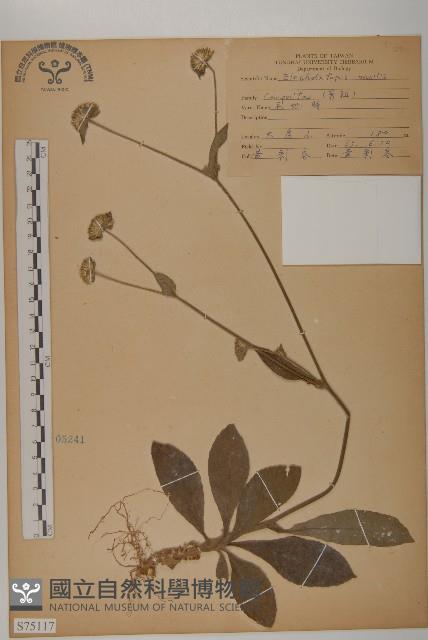 地膽草、毛蓮菜藏品圖，第1張