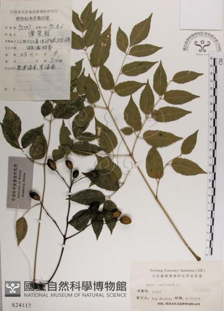 楝、苦楝藏品圖，第1張